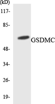 Gasdermin C antibody