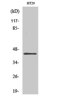 GATA-1 rabbit pAb Antibody