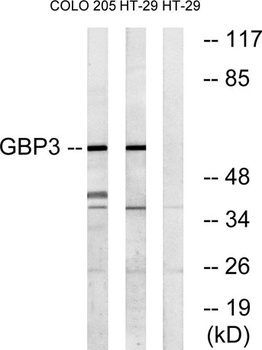GBP3 antibody