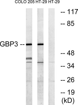 GBP3 rabbit pAb Antibody