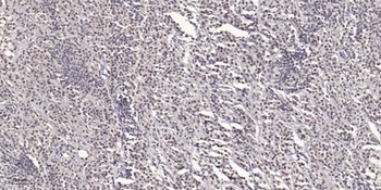 GBP3 rabbit pAb Antibody