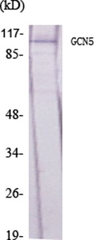 GCN5 rabbit pAb