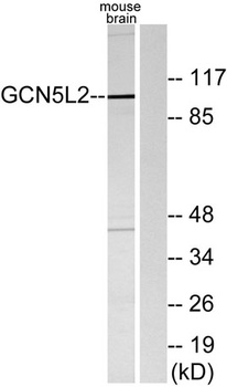 GCN5 rabbit pAb