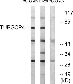 GCP4 rabbit pAb