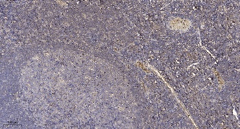GCP4 rabbit pAb