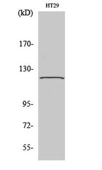 GCP5 antibody