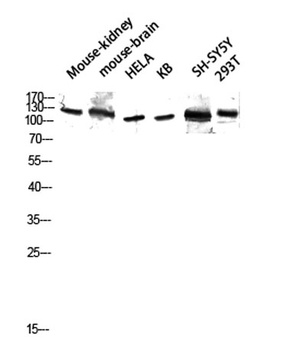 GCP5 rabbit pAb