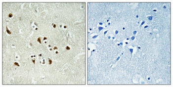 GCP6 rabbit pAb