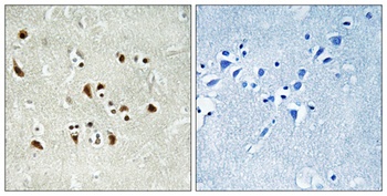 GCP6 rabbit pAb