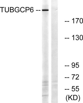 GCP6 rabbit pAb