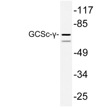 GCSc-γ rabbit pAb