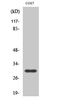 GCSm-gamma antibody