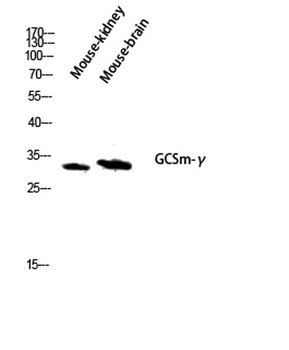 GCSm-gamma antibody