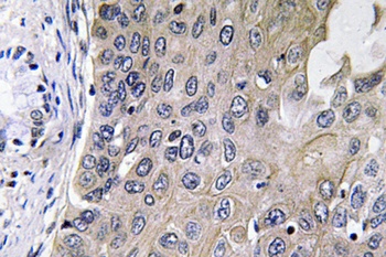 GCS-α-1 rabbit pAb