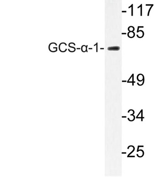 GCS-α-1 rabbit pAb