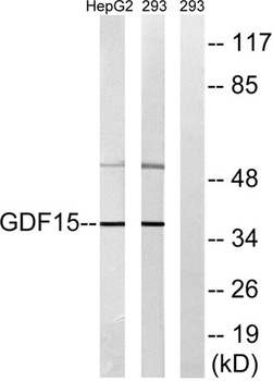 GDF-15 antibody