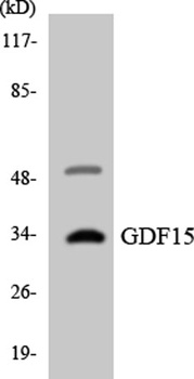 GDF-15 antibody