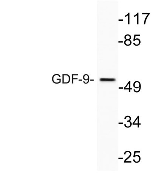 GDF-9 rabbit pAb