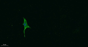 Ghrelin antibody