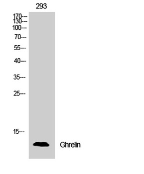 Ghrelin antibody