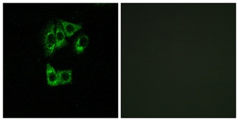 GIMAP2 antibody