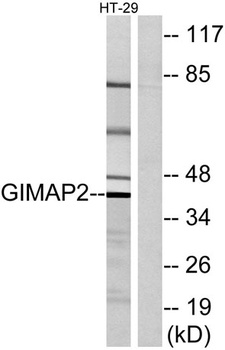 GIMAP2 rabbit pAb