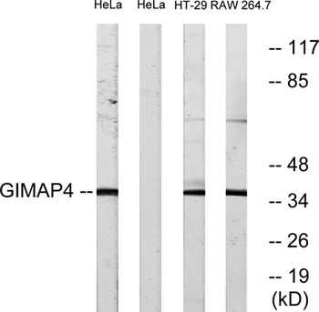 GIMAP4 antibody