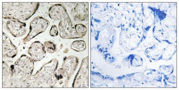 GIMAP5 antibody