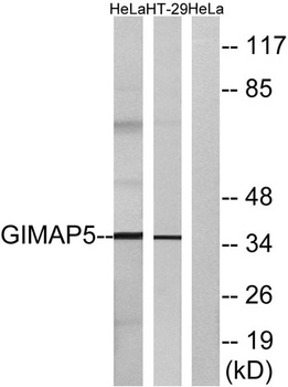 GIMAP5 antibody