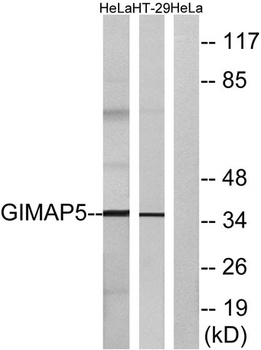 GIMAP5 rabbit pAb