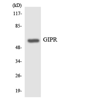 GIPR antibody