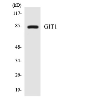 GIT1 rabbit pAb