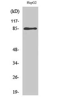 GIT2 antibody
