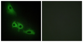 GK1 rabbit pAb Antibody