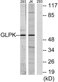 GK1 rabbit pAb Antibody