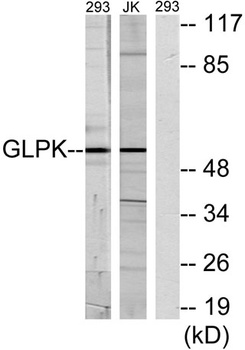 GK1 antibody
