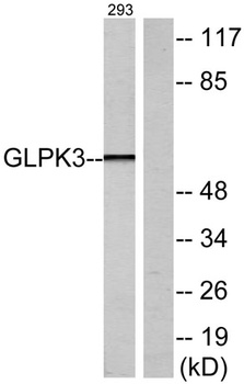 GK1/3 rabbit pAb
