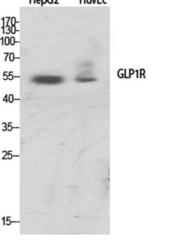 GLP-1 antibody