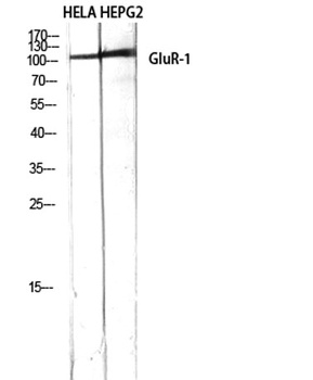 GluR-1 rabbit pAb