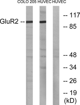 GluR-2 antibody