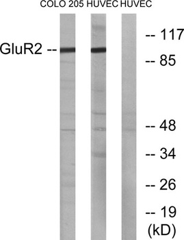 GluR-2 rabbit pAb