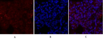 Glut1 rabbit pAb