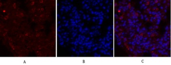 Glut1 rabbit pAb