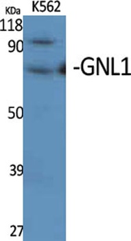 GNL1 rabbit pAb