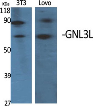 GNL3L antibody