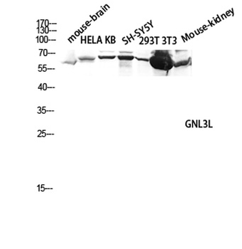 GNL3L rabbit pAb