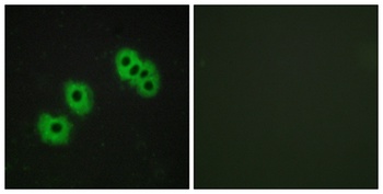 GPR105 antibody