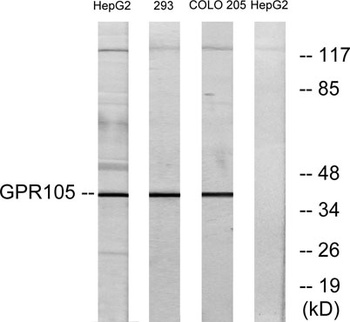 GPR105 antibody