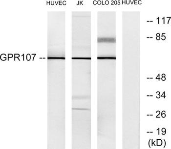 GPR107 antibody