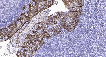 GPR107 antibody